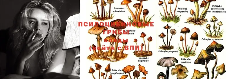 где купить   Изобильный  Галлюциногенные грибы Psilocybine cubensis 