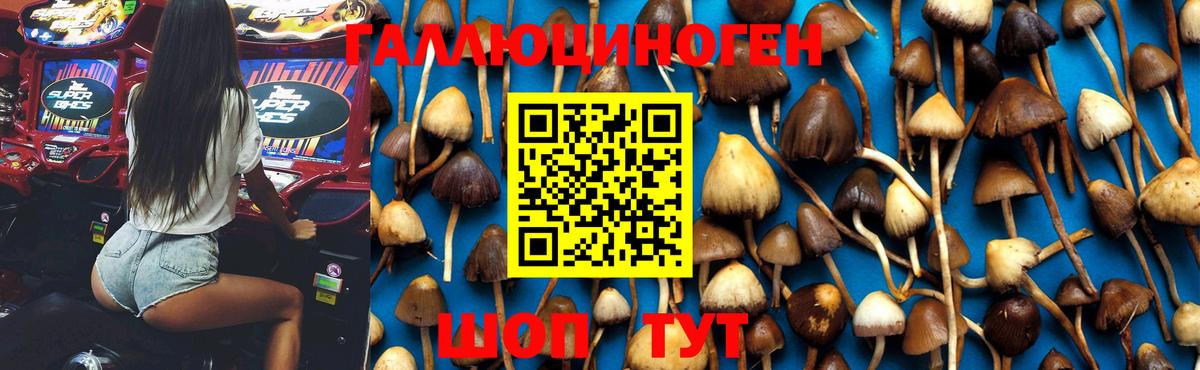 Галлюциногенные грибы мицелий  Галлюциногенные грибы GOLDEN TEACHER  Изобильный 